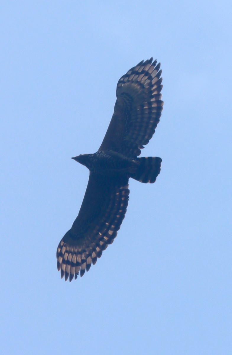 Crowned Eagle - ML649353535