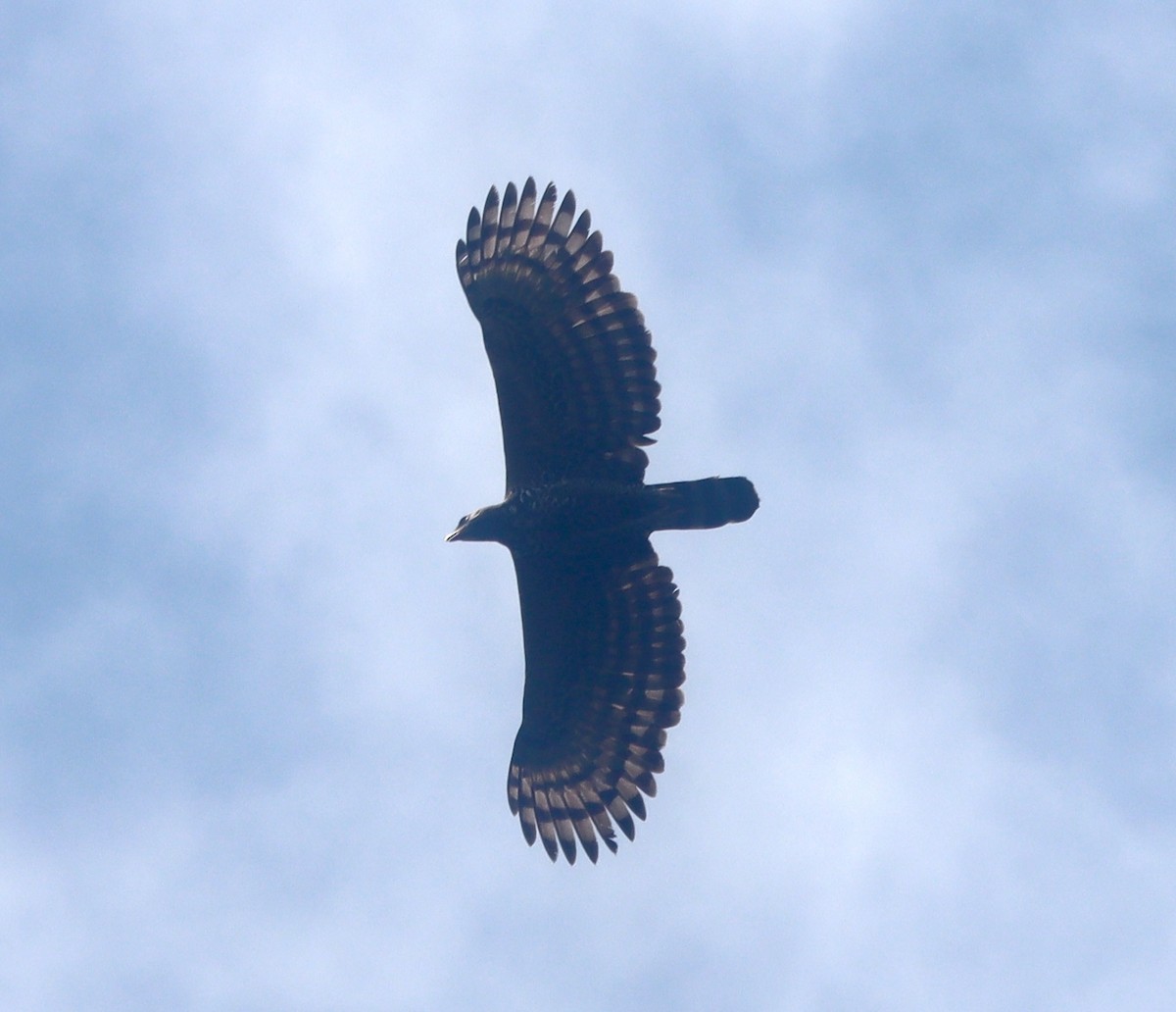 Crowned Eagle - ML649353537