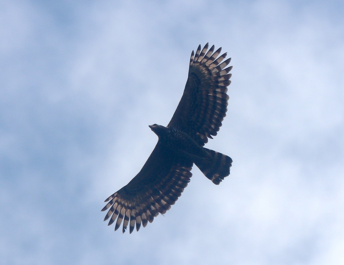 Crowned Eagle - ML649353539