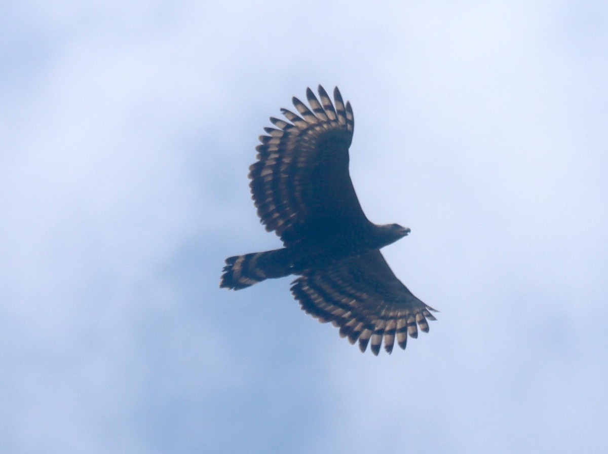 Crowned Eagle - ML649353540
