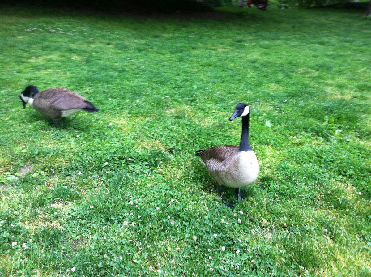 Canada Goose - ML649353541