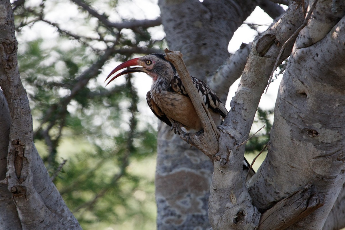 Southern Red-billed Hornbill - ML649353542
