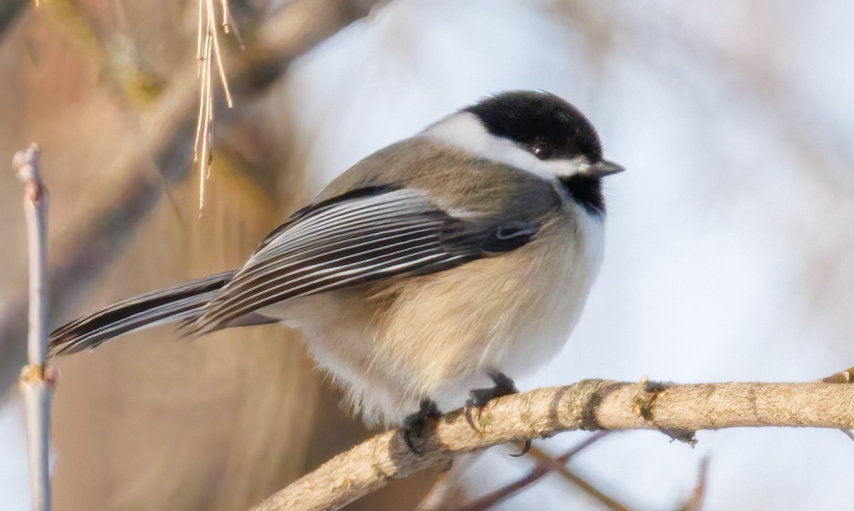 Black-capped Chickadee - ML649353544