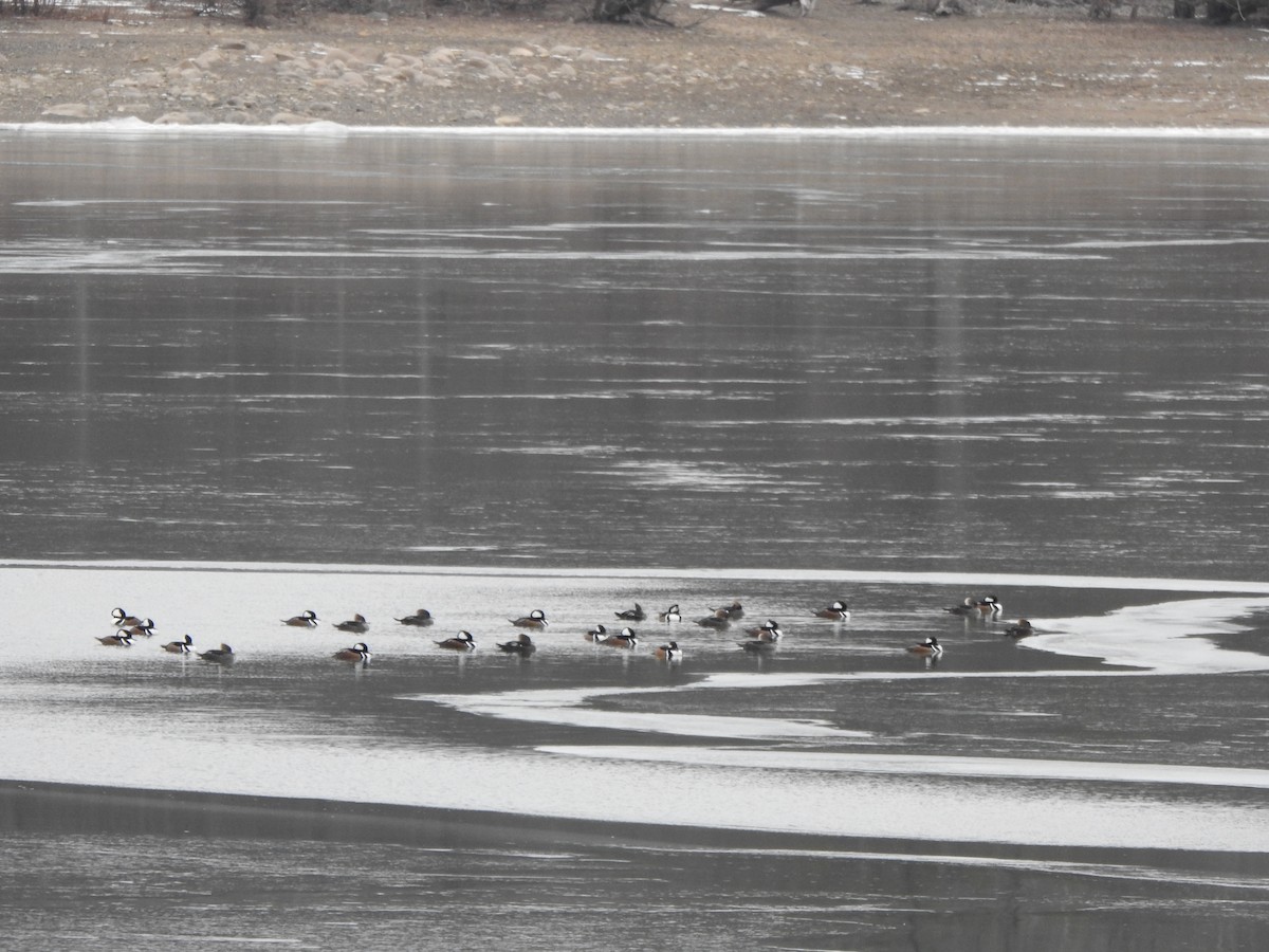 Hooded Merganser - ML649353545
