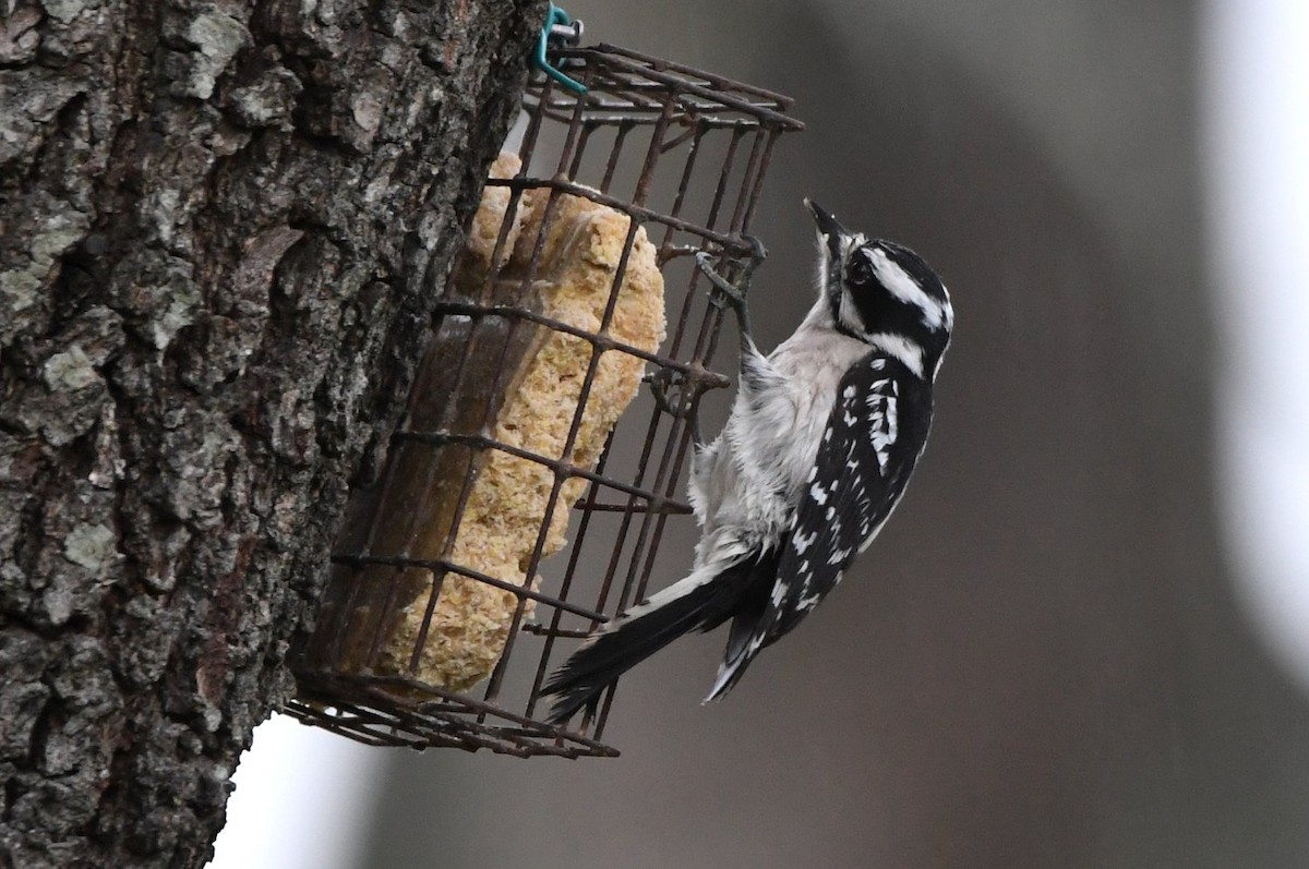 Downy Woodpecker - ML649353546