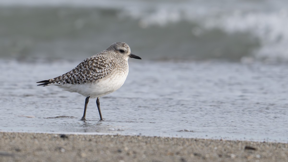 Black-bellied Plover - ML649353547