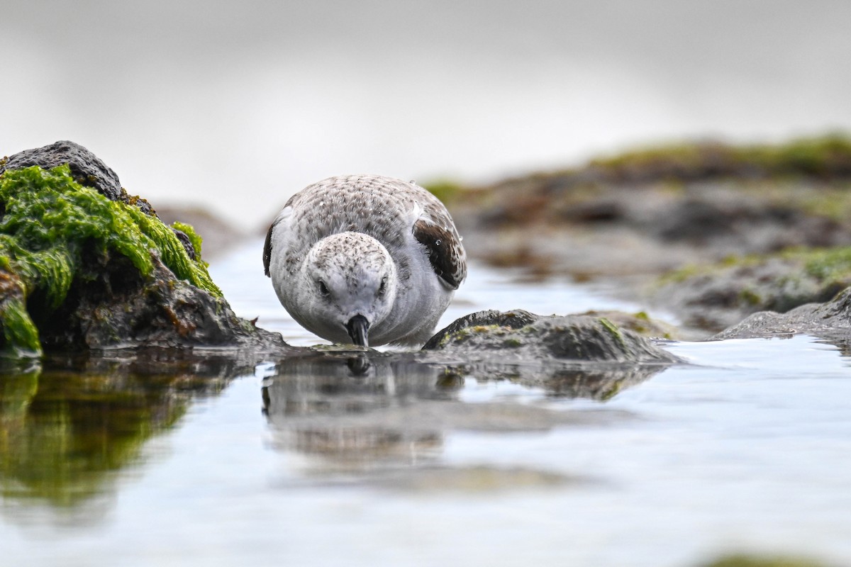 Sanderling - ML649353552