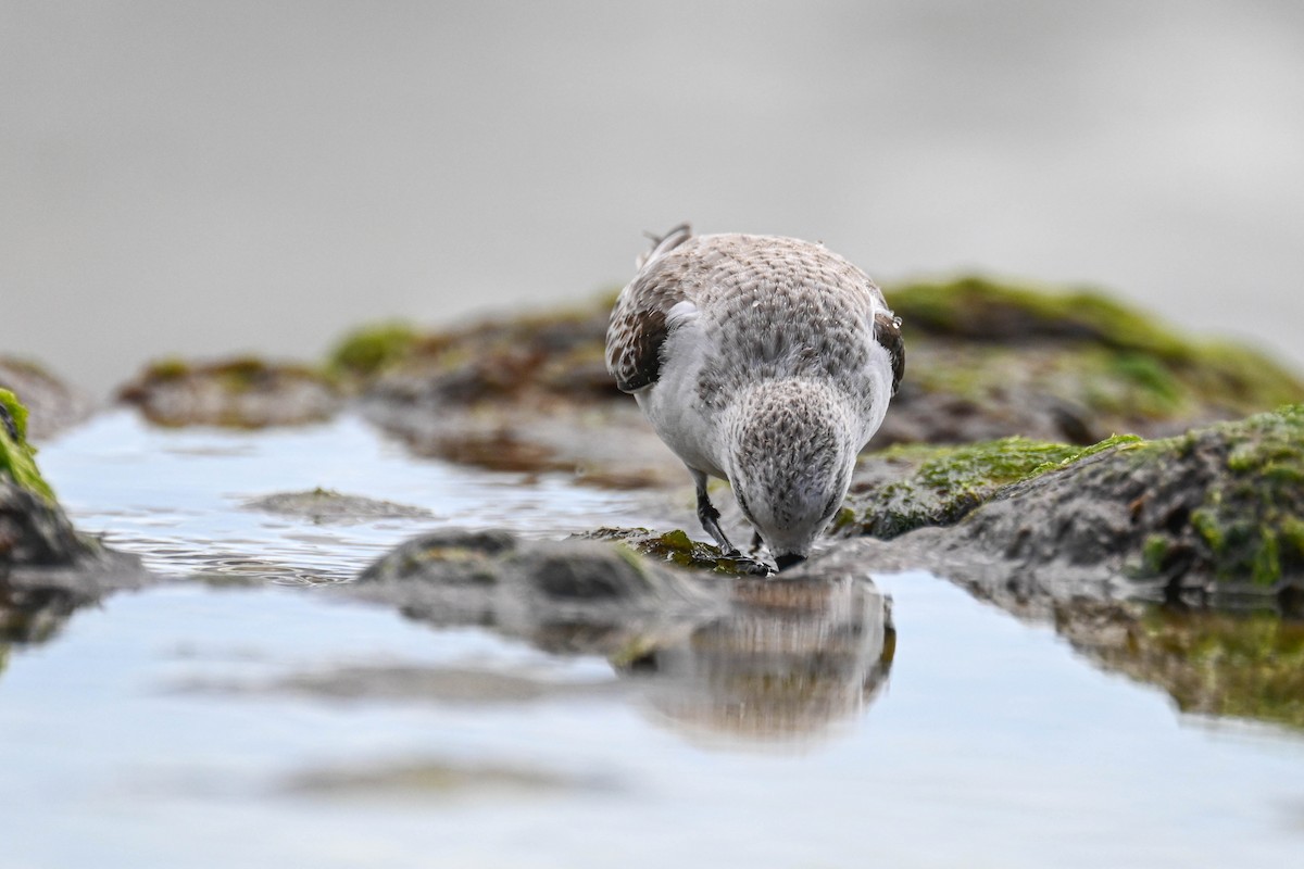 Sanderling - ML649353553