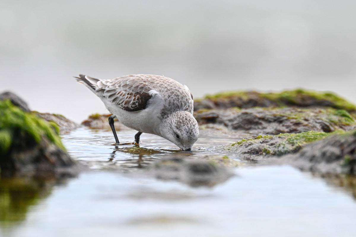 Sanderling - ML649353554