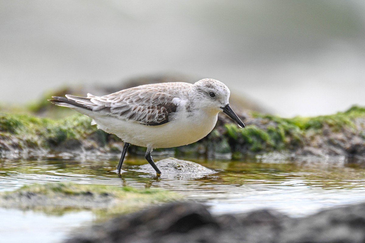 Sanderling - ML649353555