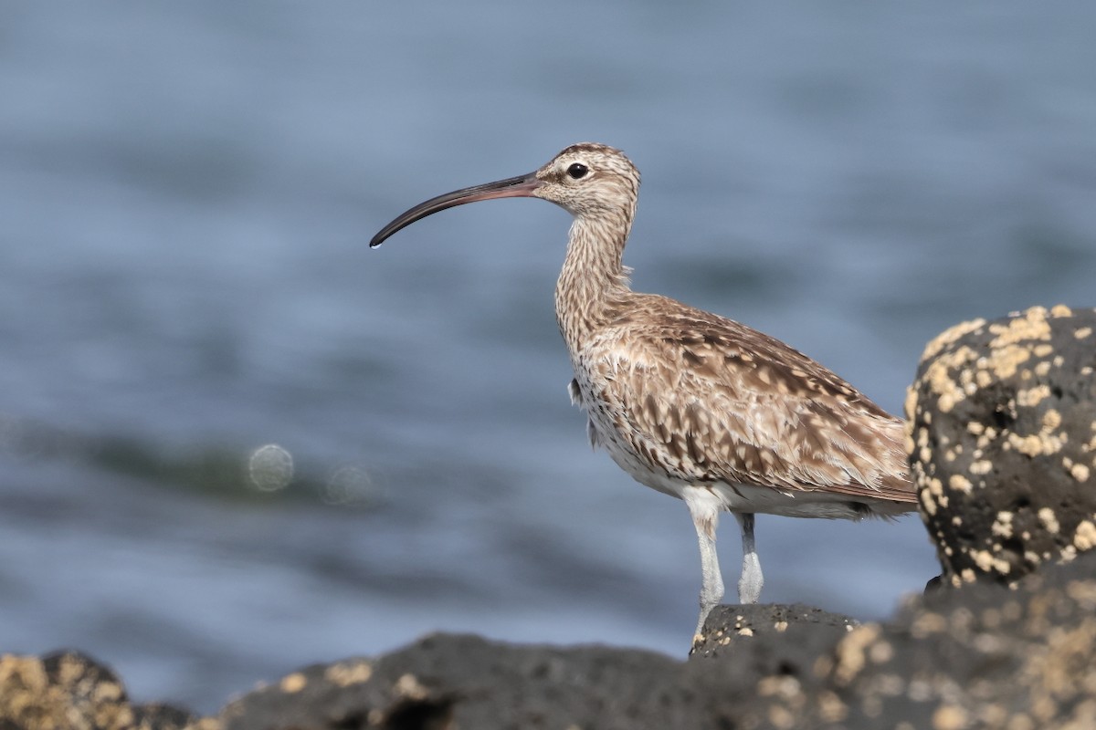 Eurasian Whimbrel - ML649353556