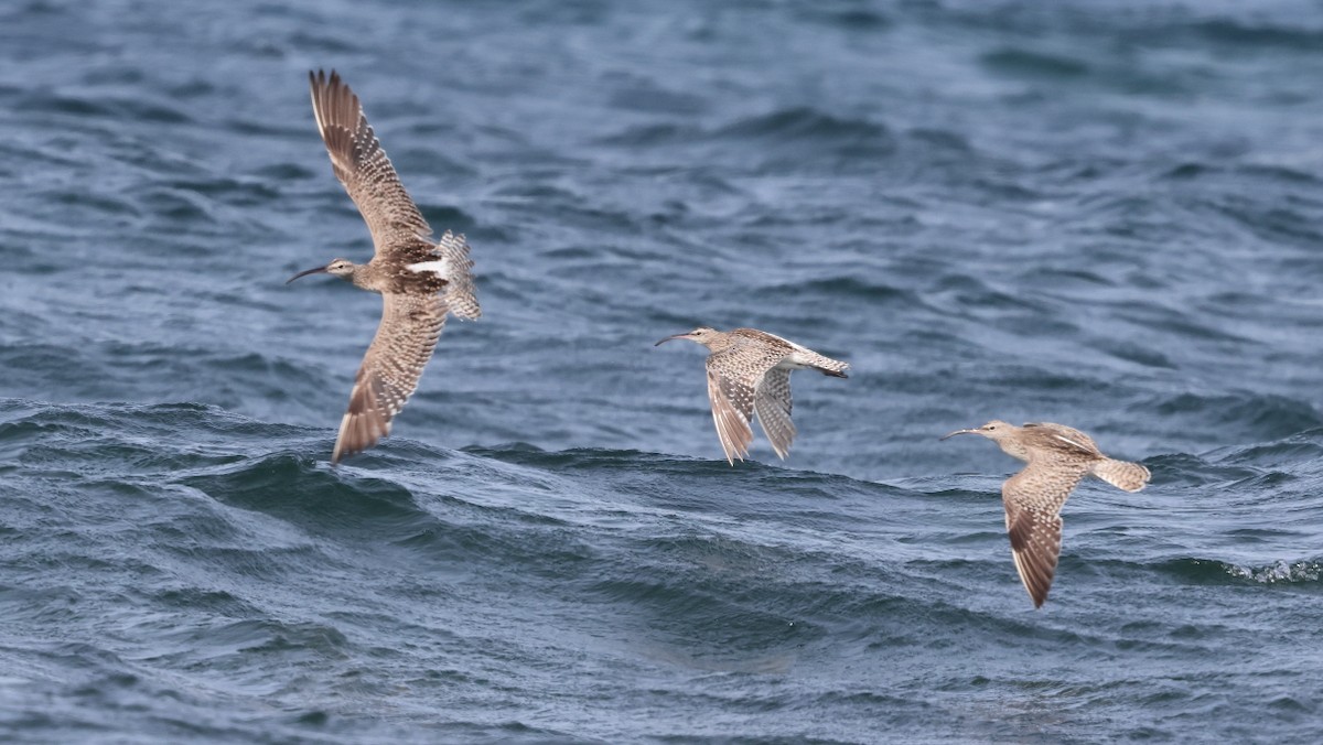 Eurasian Whimbrel - ML649353557