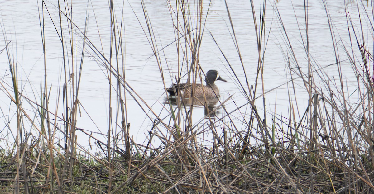 Blue-winged Teal - ML649353559