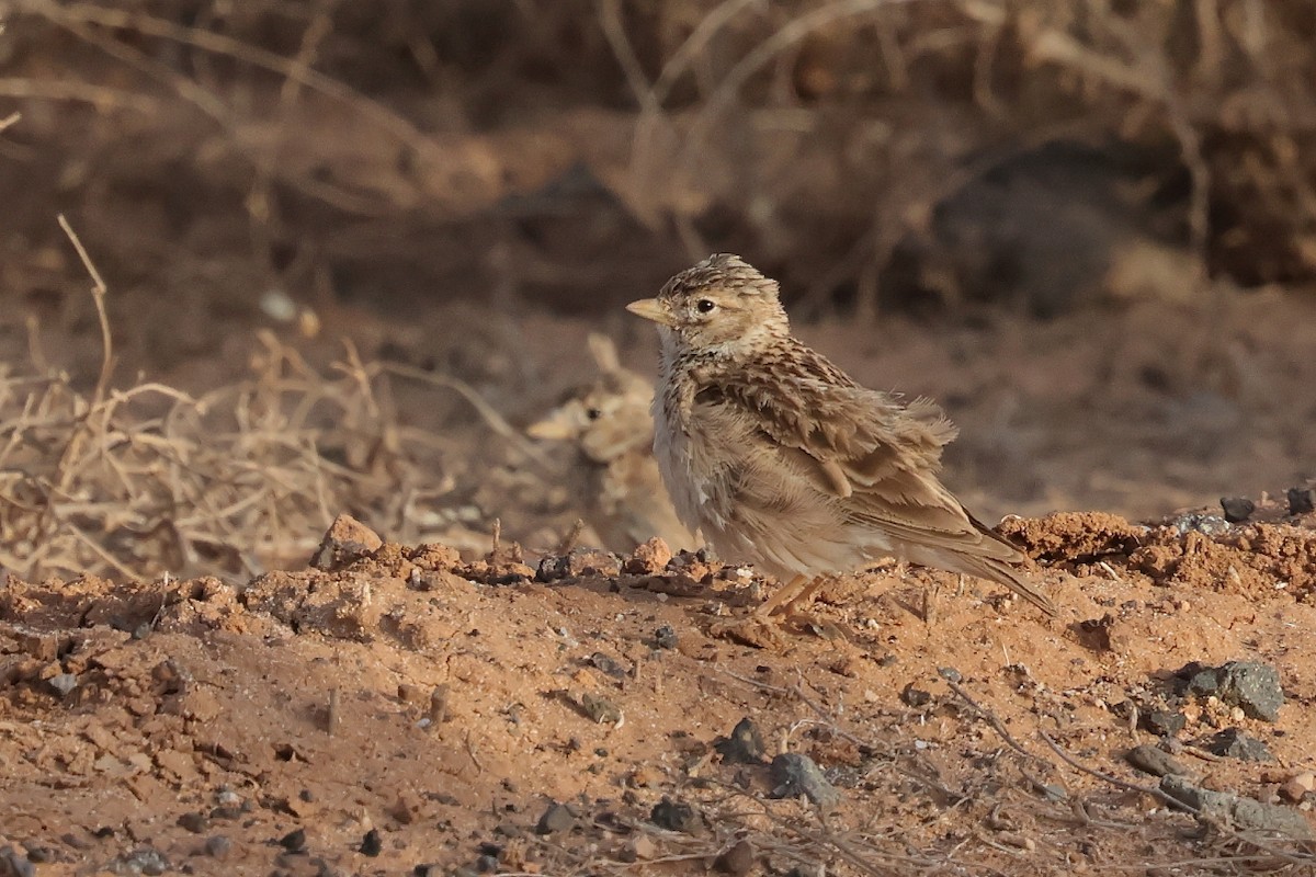 Жайворонок сірий - ML649353653