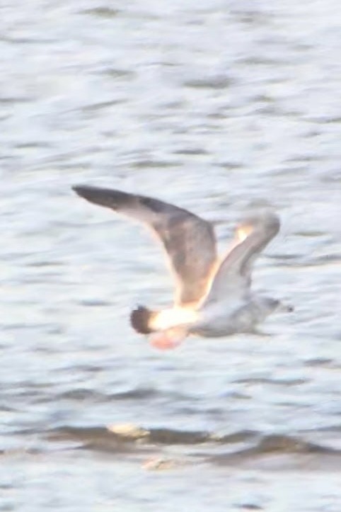 カモメ亜科 - ML649353661