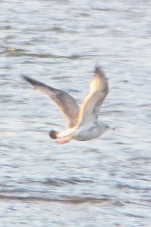 カモメ亜科 - ML649353662