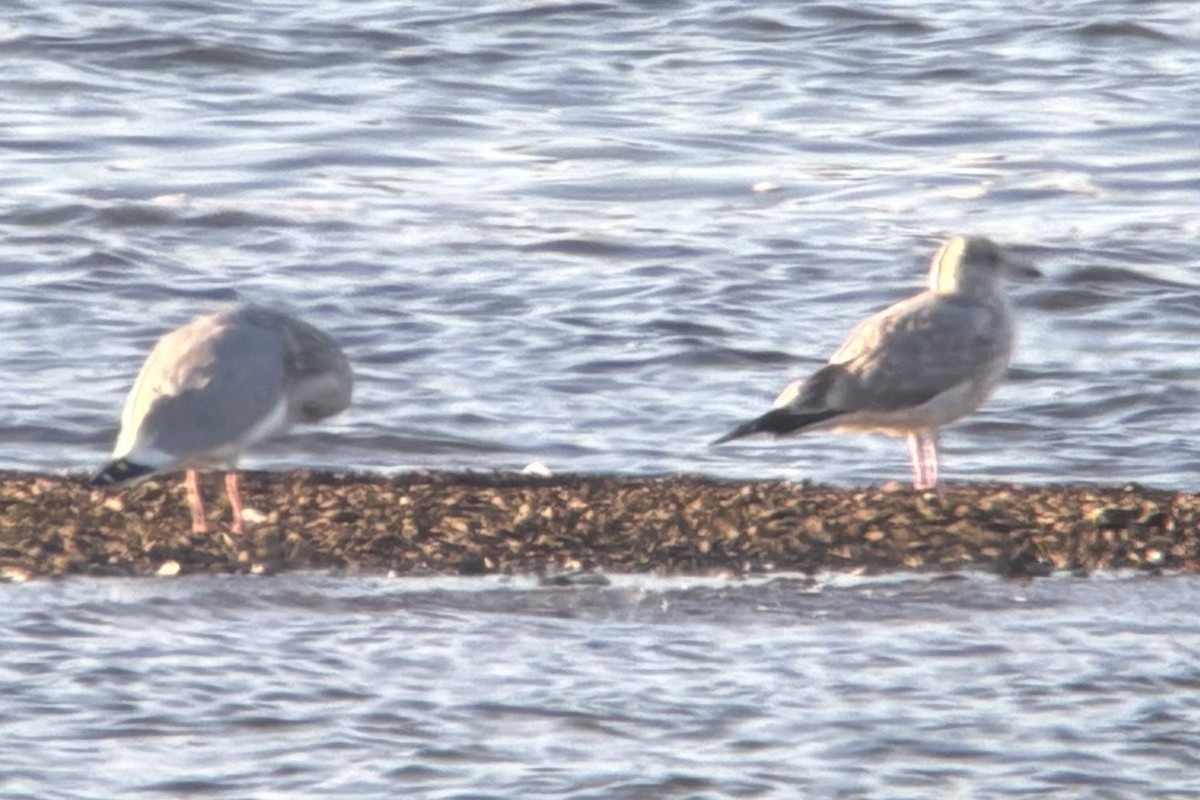 カモメ亜科 - ML649353663