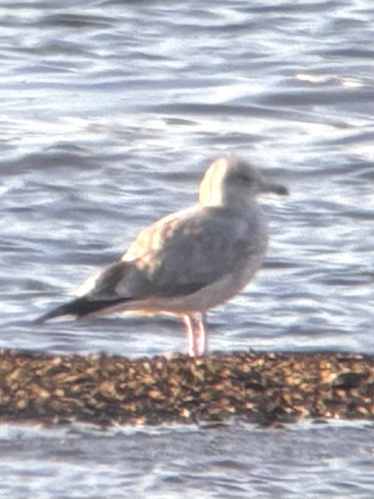 カモメ亜科 - ML649353664