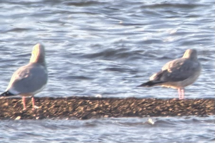 カモメ亜科 - ML649353665