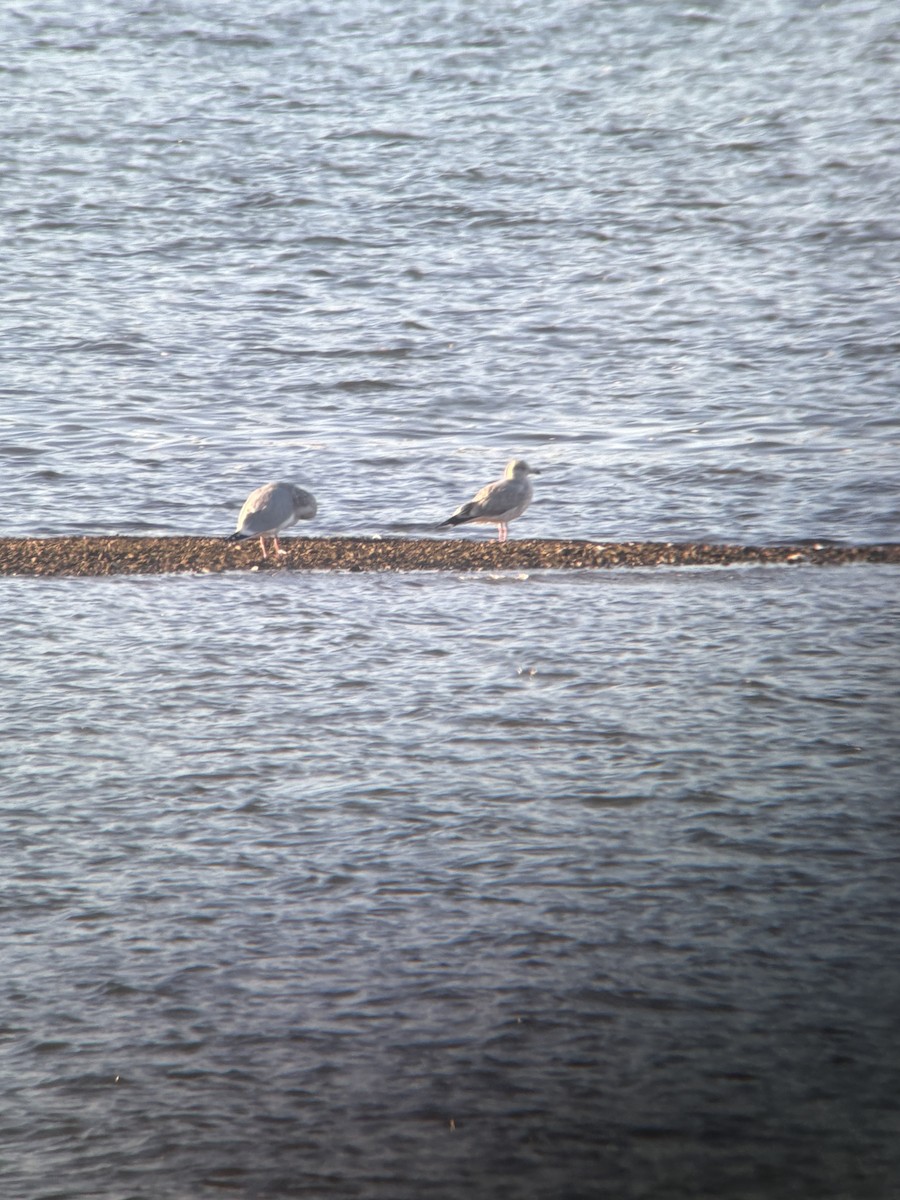 カモメ亜科 - ML649353666