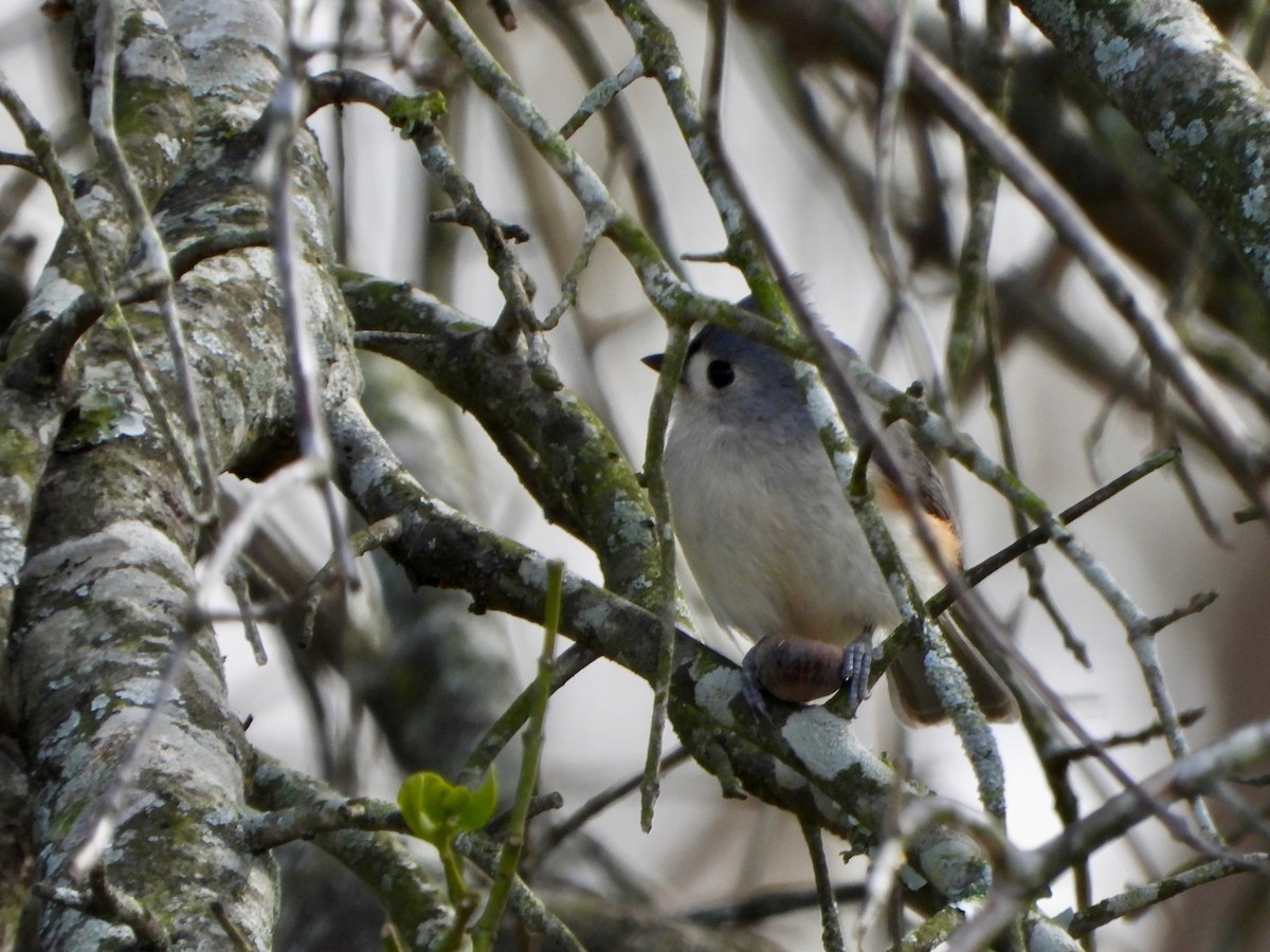 Tufted Titmouse - ML649353706