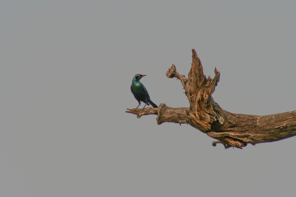 Messingglanzstar - ML649353864