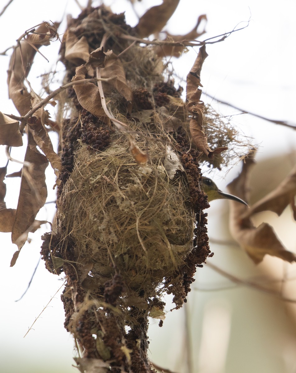 Ornate Sunbird (Cream-bellied) - ML649353924