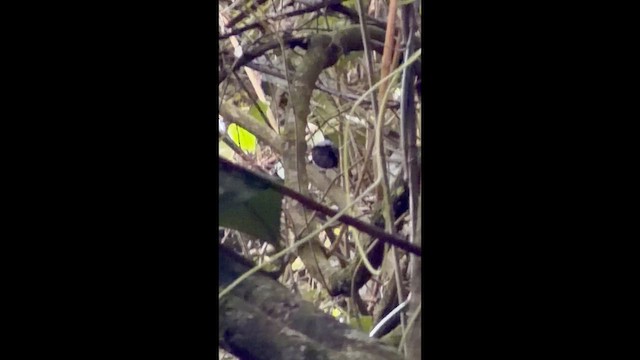 Recurve-billed Bushbird - ML649354188