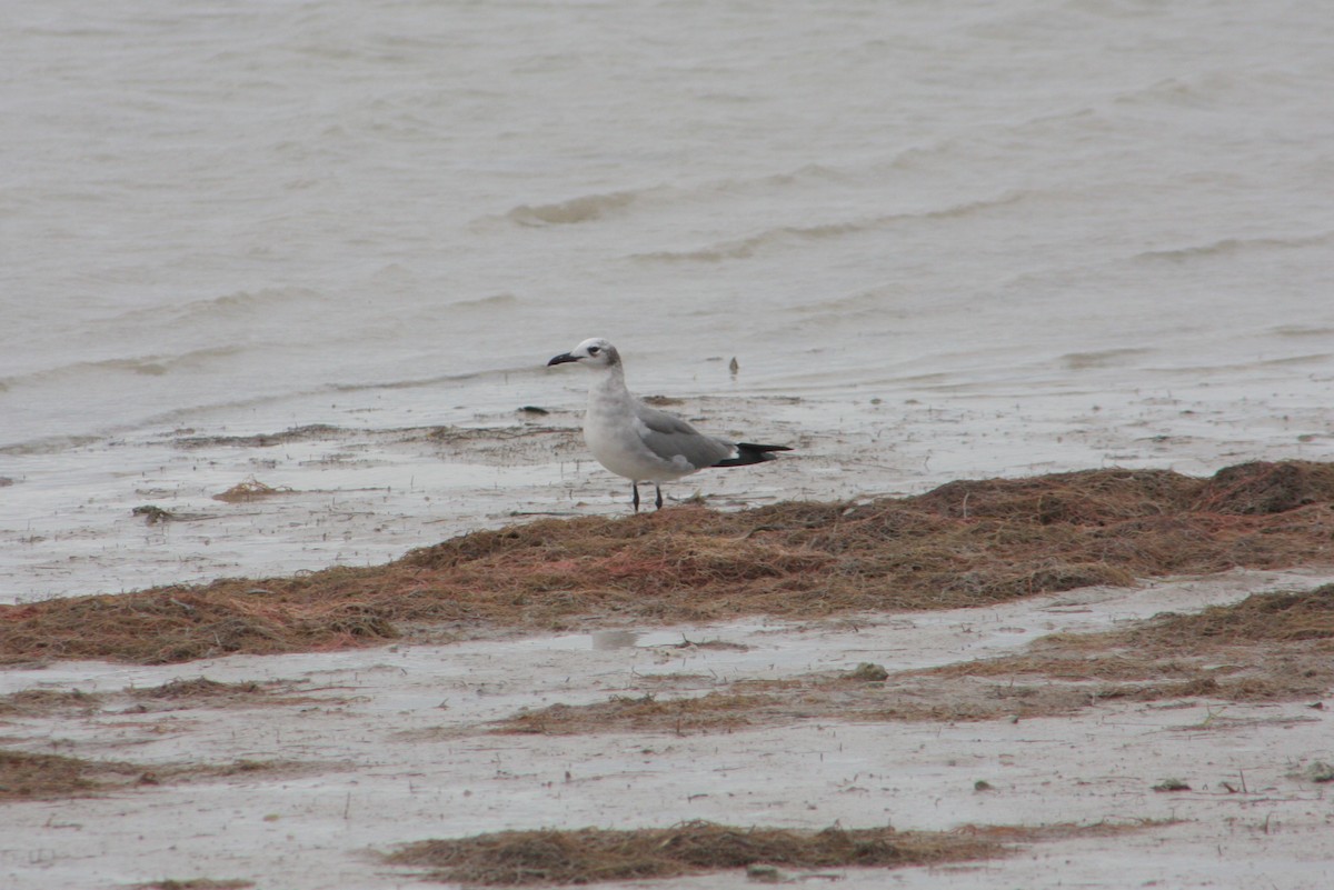 Gabbiano sghignazzante - ML649354189