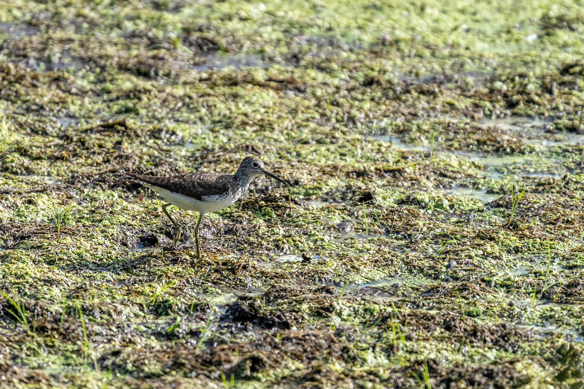 vodouš samotářský - ML649354589