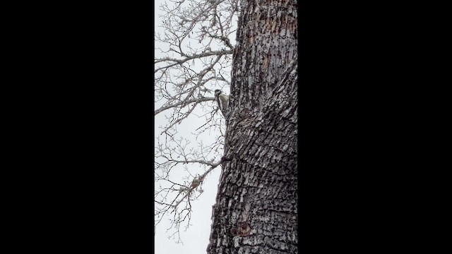 Yellow-bellied Sapsucker - ML649354653