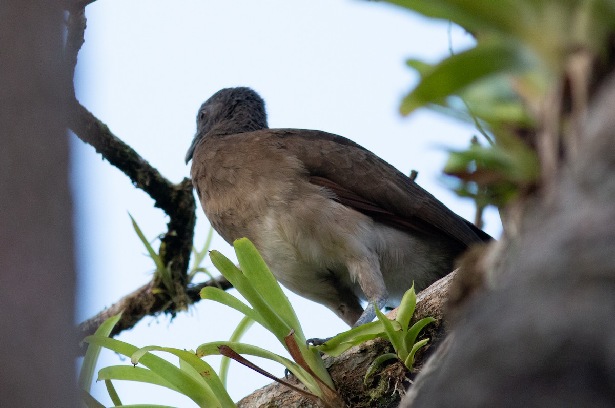 Gray-headed Chachalaca - Stephen Brenner