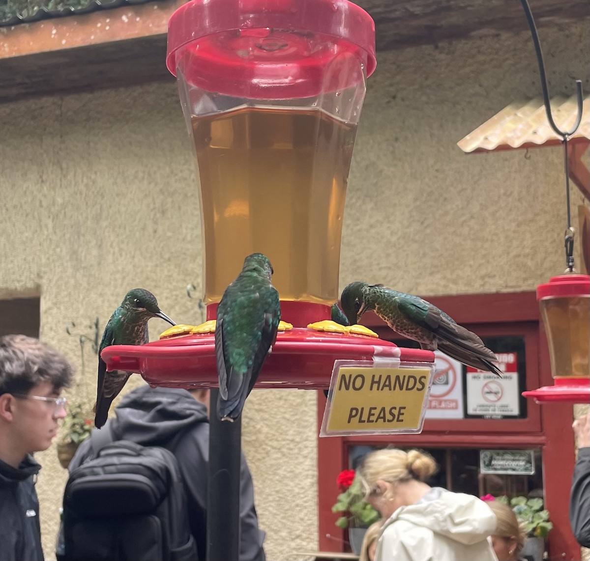 Синегрудый бриллиант - ML649354795