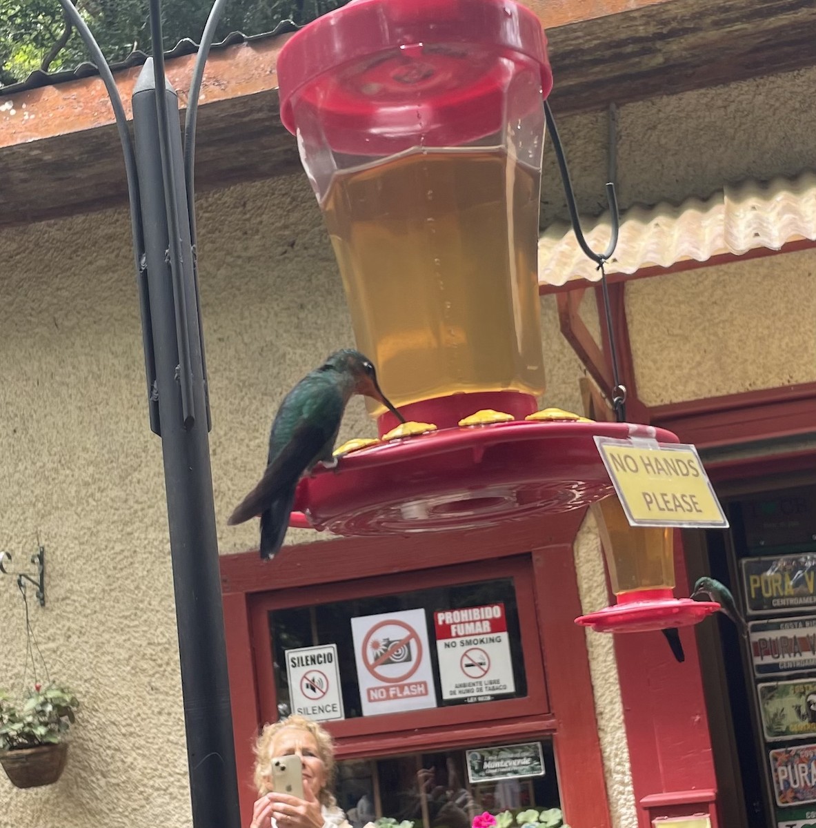 Синегрудый бриллиант - ML649354796