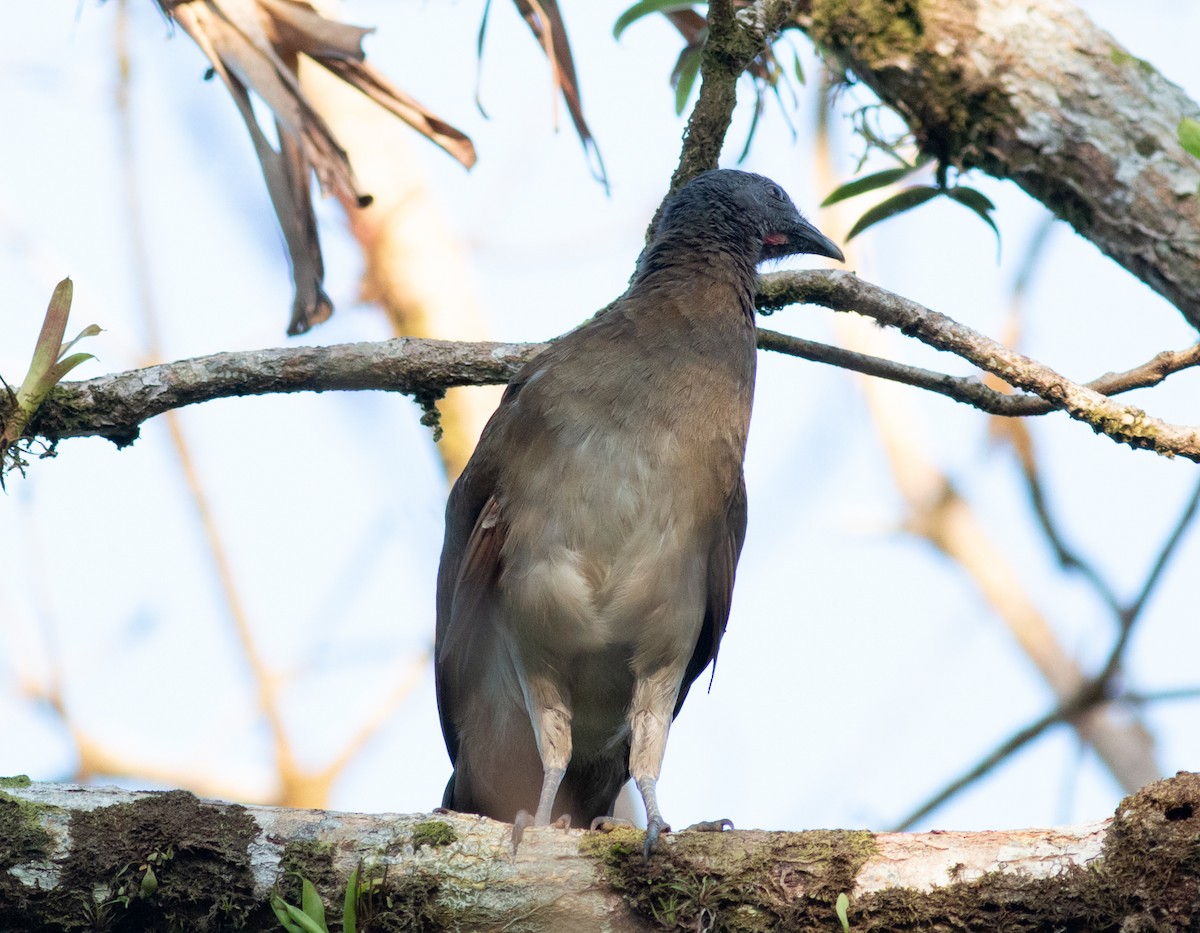 Сероголовая чачалака - ML649354798