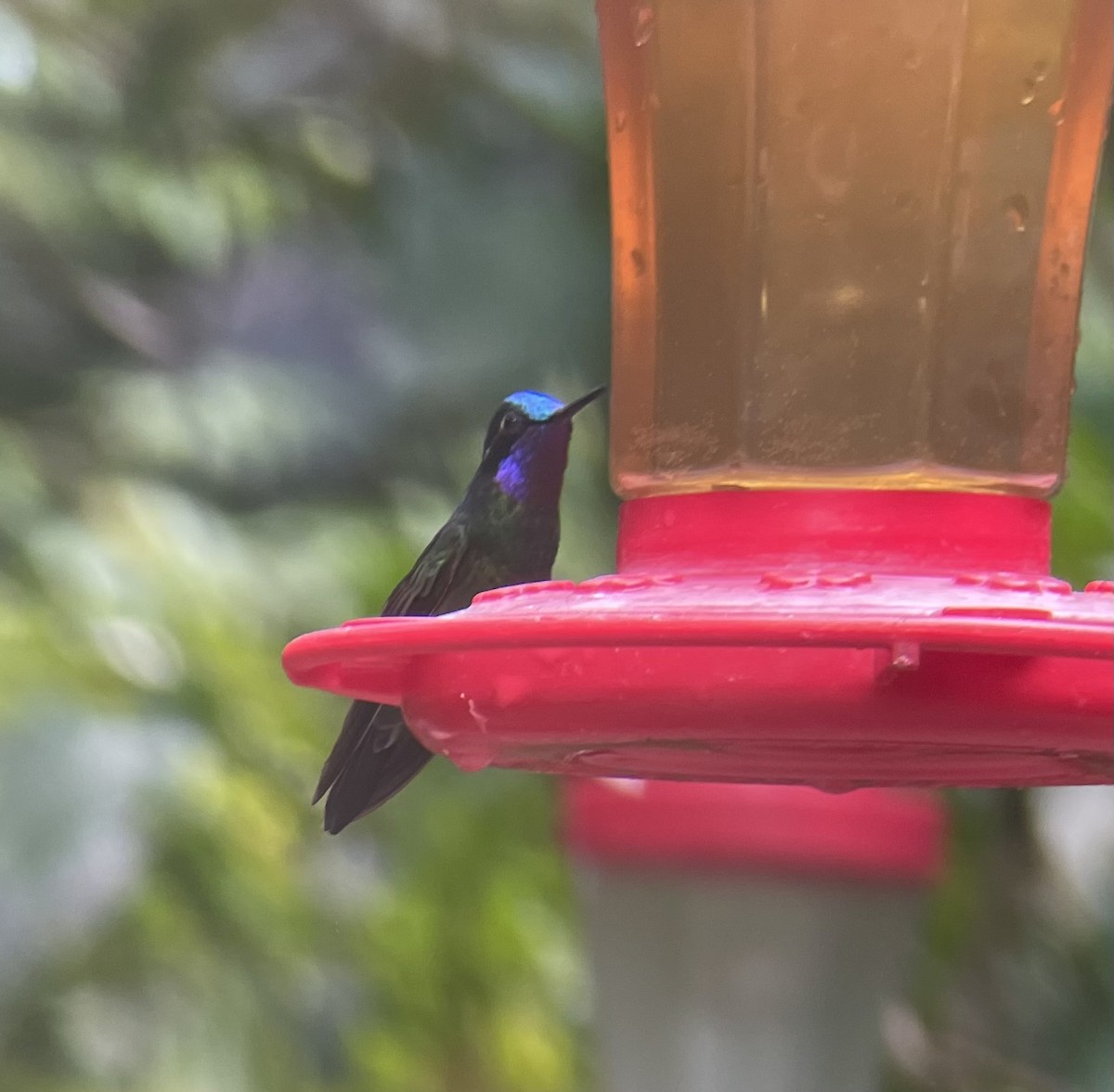 Пурпурногорлый солнечник - ML649354829