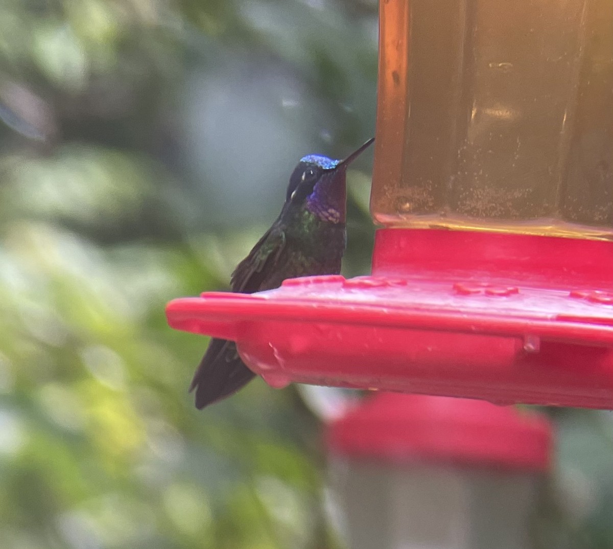 Пурпурногорлый солнечник - ML649354830