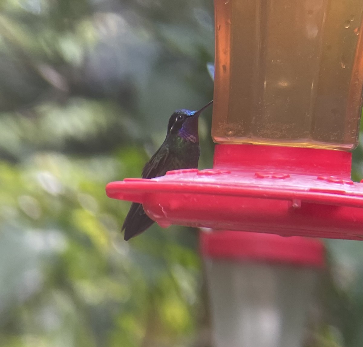 Пурпурногорлый солнечник - ML649354831