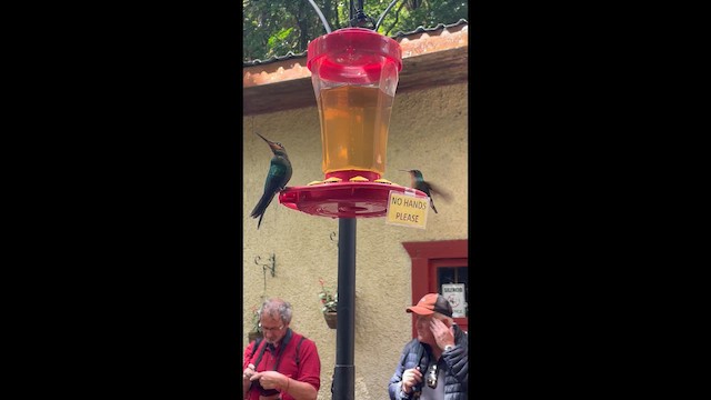 Magenta-throated Woodstar - ML649354863