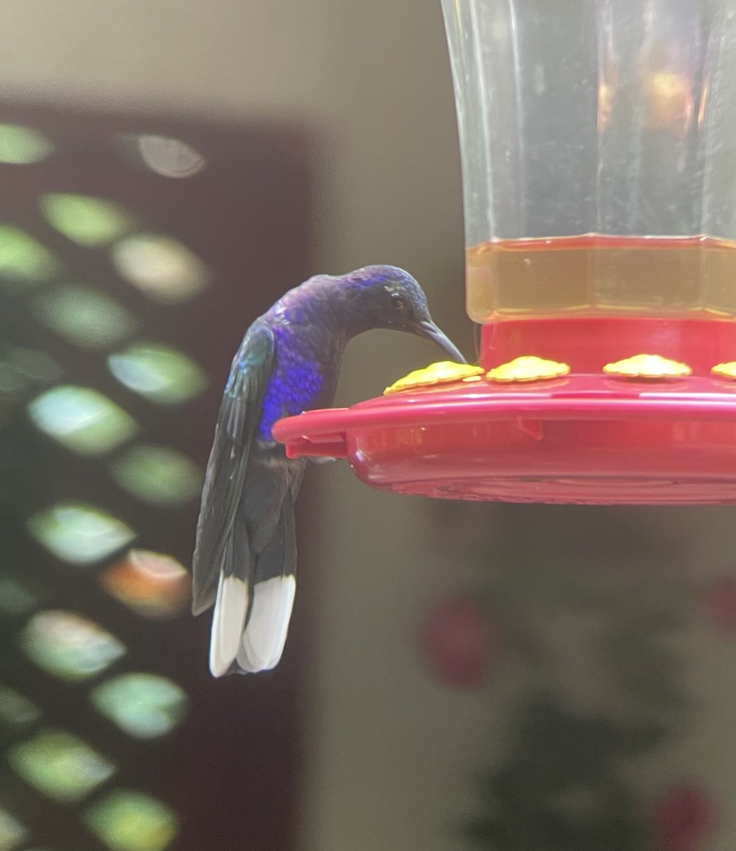 Фиолетовый саблекрыл - ML649354886