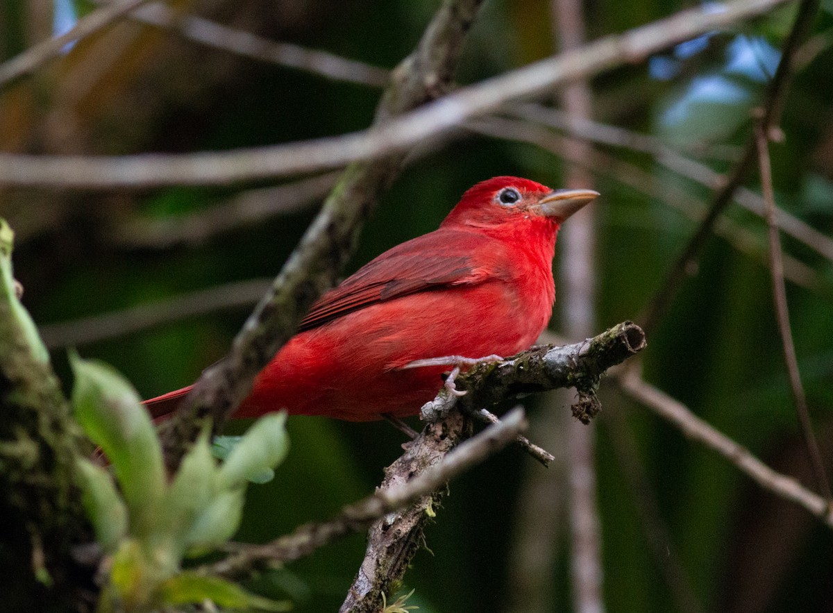 Алая пиранга - ML649354897