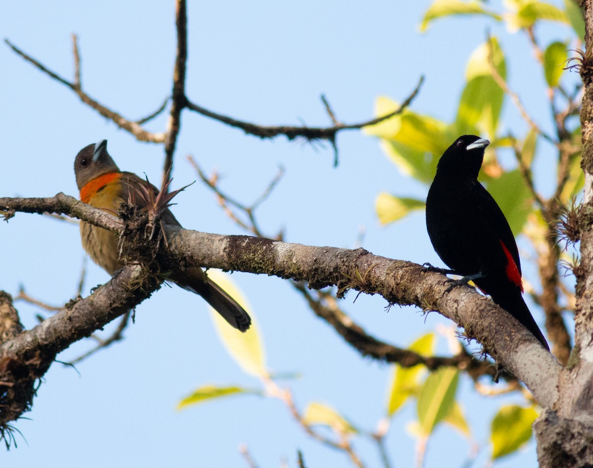 Гватемальский сереброклюв - ML649354903