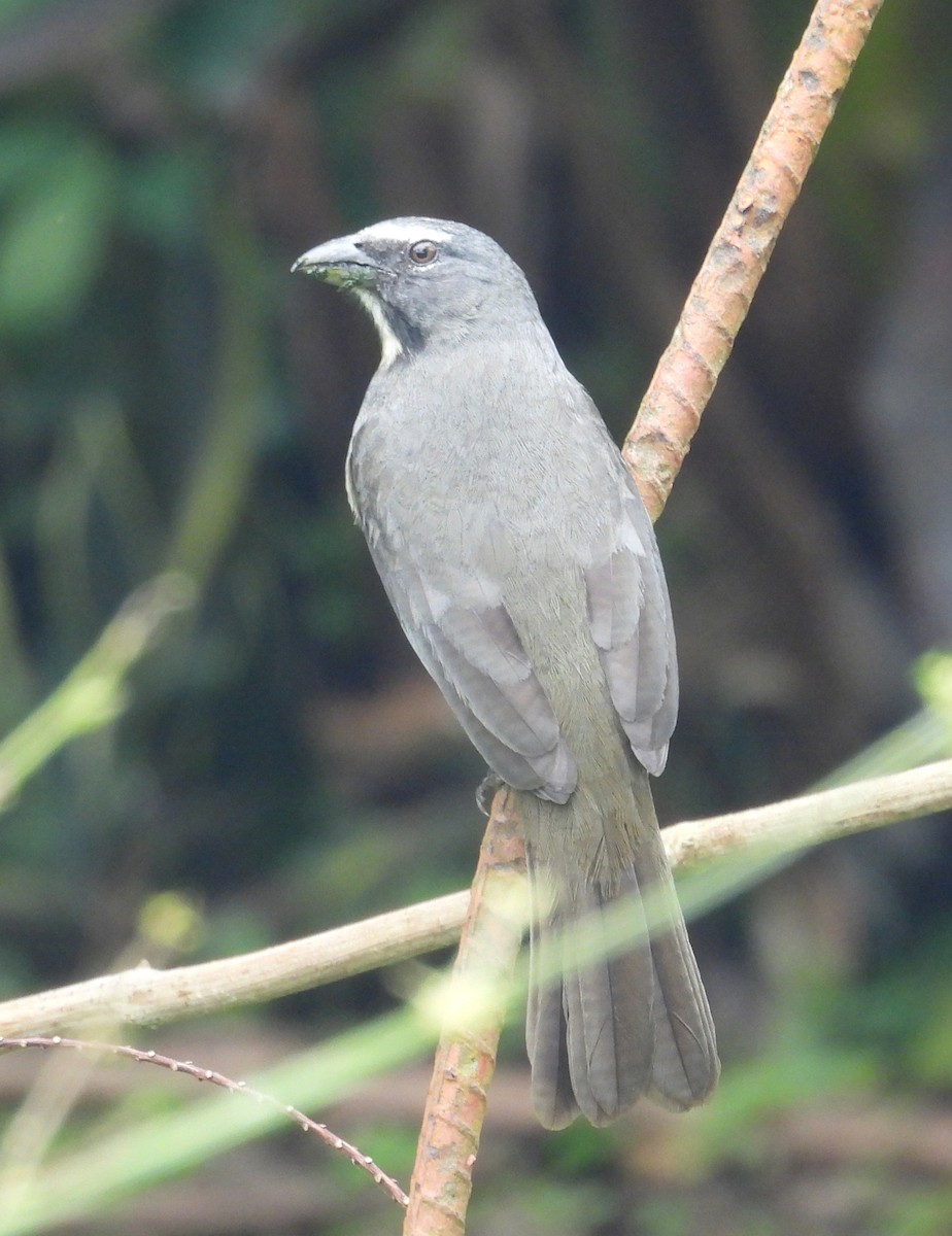 Cinnamon-bellied Saltator - ML649354914