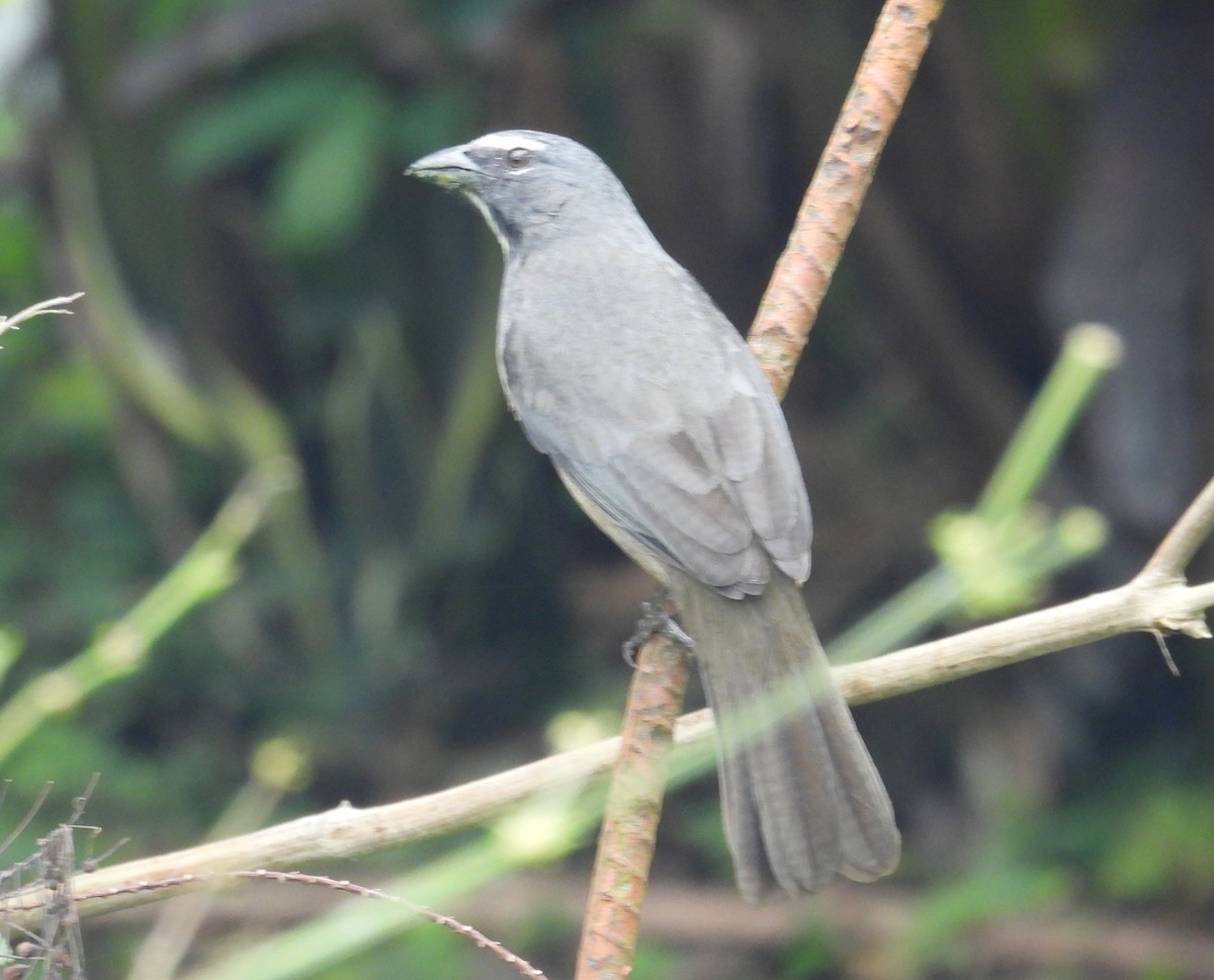 Cinnamon-bellied Saltator - ML649354915