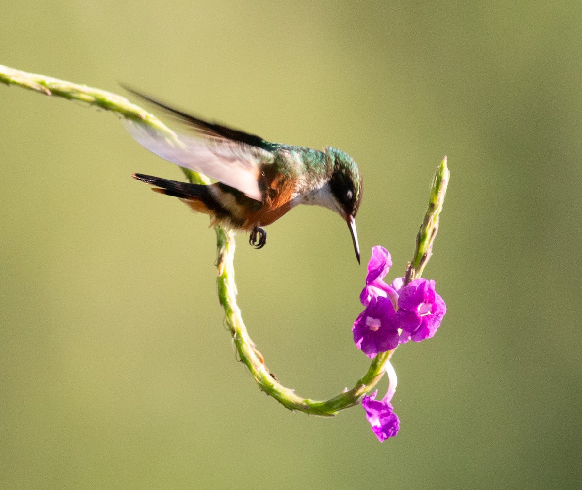 Белохохлая кокетка - ML649354929