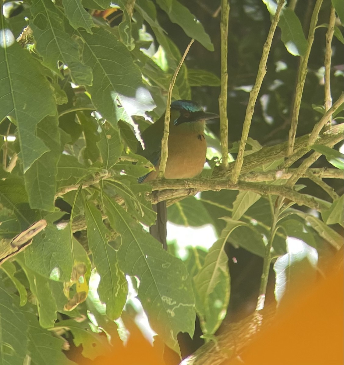 Диадемовый момот - ML649354938