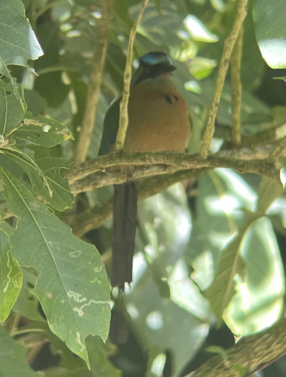 Диадемовый момот - ML649354939