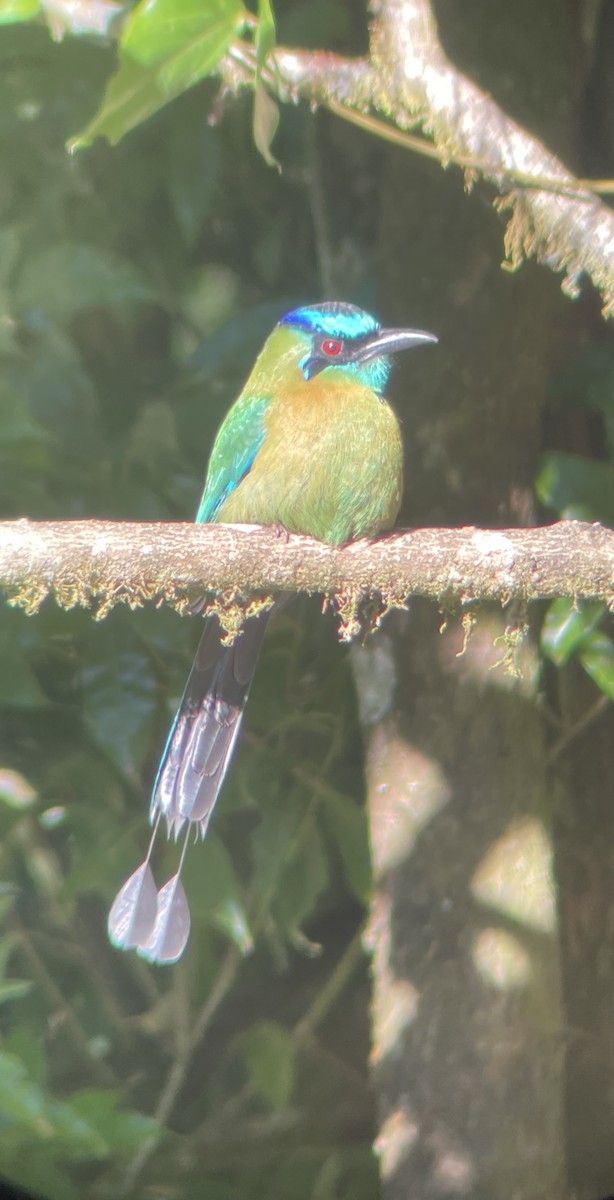 Диадемовый момот - ML649354940