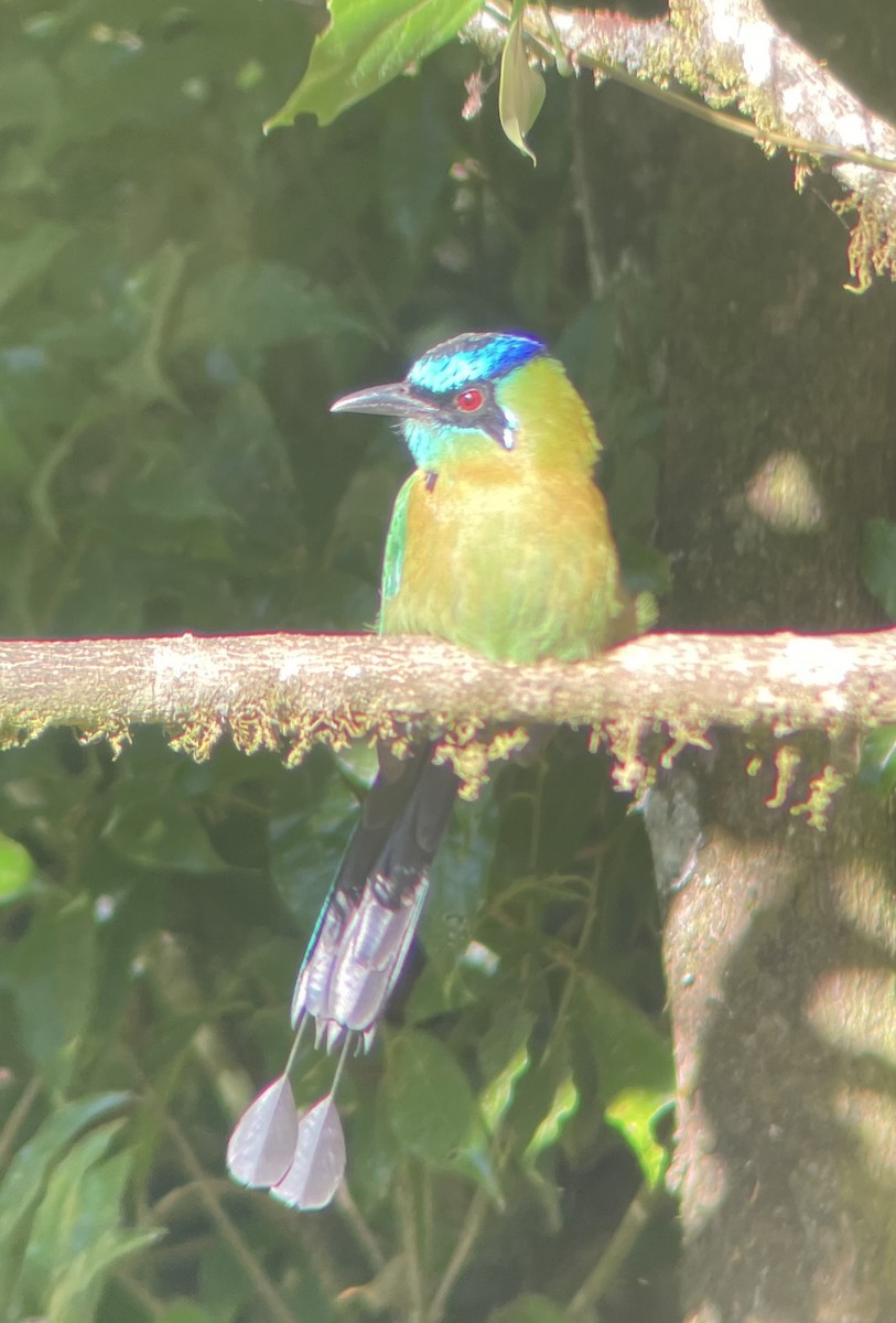 Диадемовый момот - ML649354941