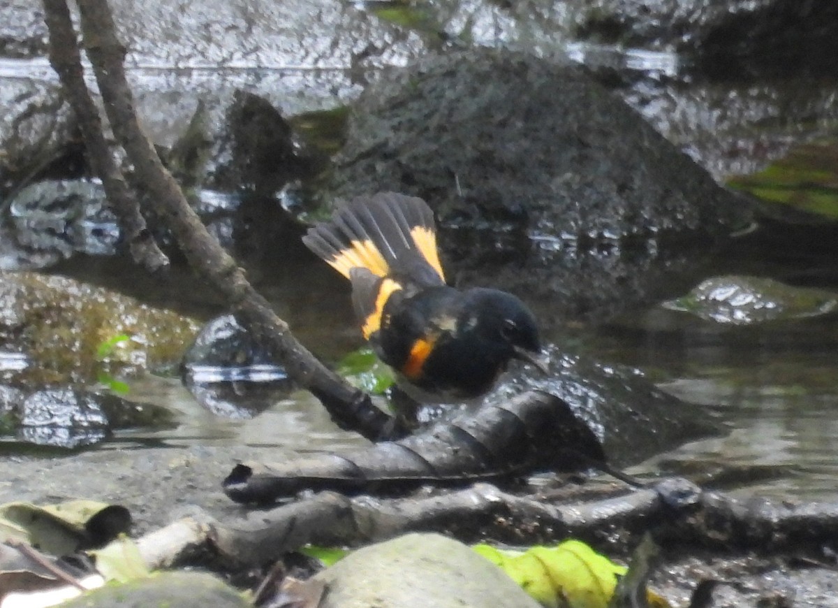 Горихвостковая древесница - ML649354970